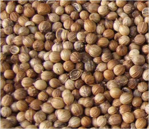 Health Benefits Of Coriander Seeds Look Pak Chee Thai Select